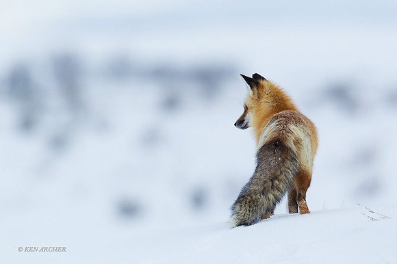 RFWR00987 - Red Fox
