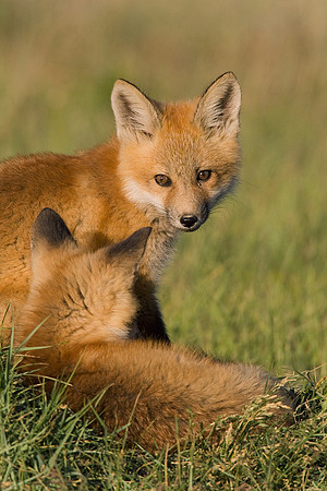 RF00525-Red-Fox-Kit