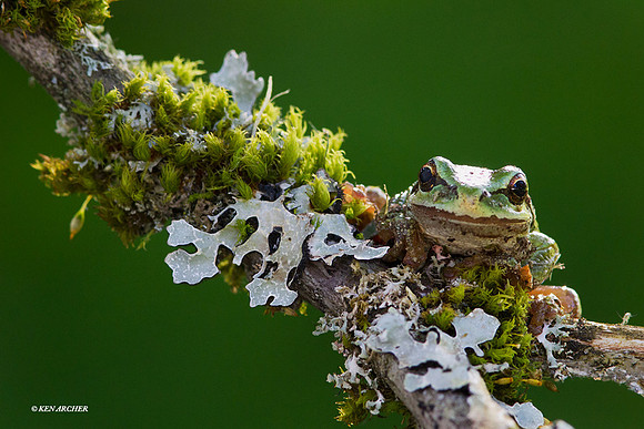 Pacific Tree Frog - PTF00011