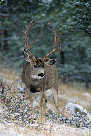 MUDR481838 Mule Deer Buck
