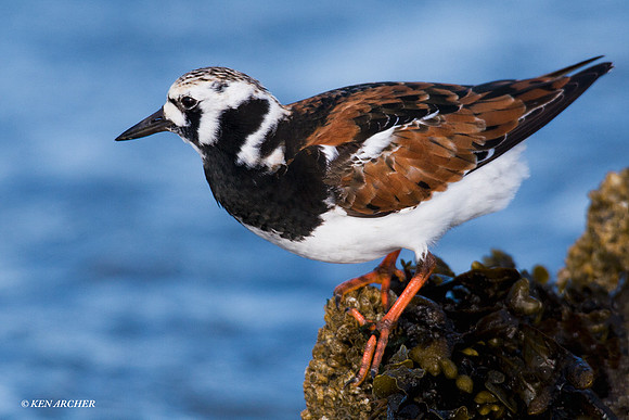 Ruddy Turnstone