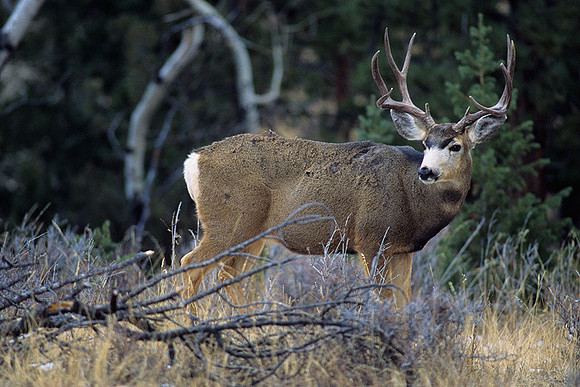 MUDR481940 Mule Deer Buck