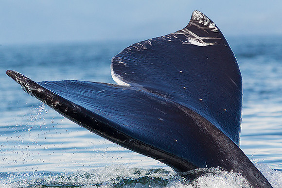 GRWL00006 - Gray Whale