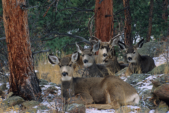 MUDR481904 Mule Deer Herd Resting