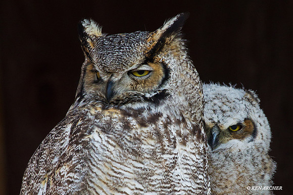 GHO00269 - Great-horned Owl