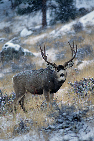 MUDR481965 Mule Deer Buck