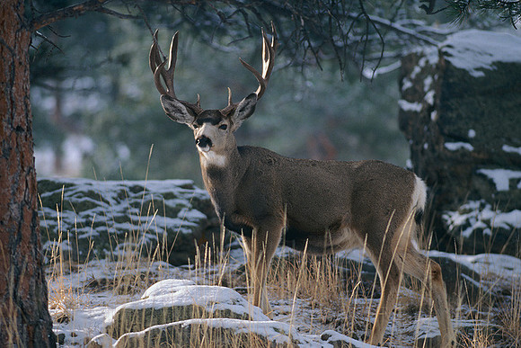 MUDR481775 Mule Deer Buck
