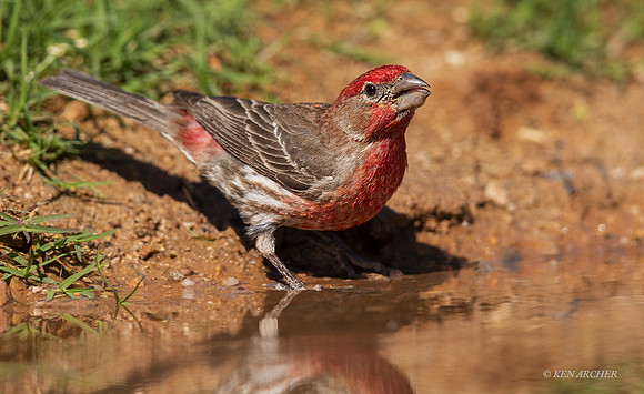 AZHF00004 - House Finch