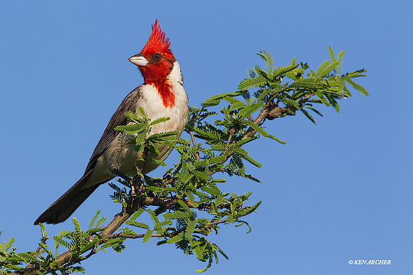 Red-crested Cardinal - ARBD00406