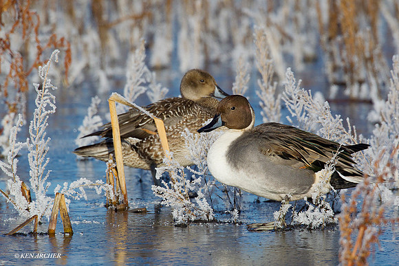 Pintail Duck Pair on Ice - PT01065
