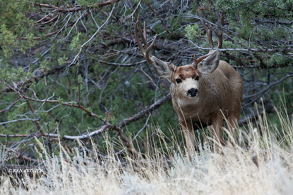 MLDR00712 Mule Deer
