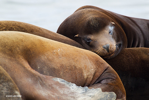 CASL00133 California Sea Lion