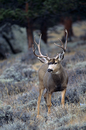 MUDR481932 Mule Deer Buck