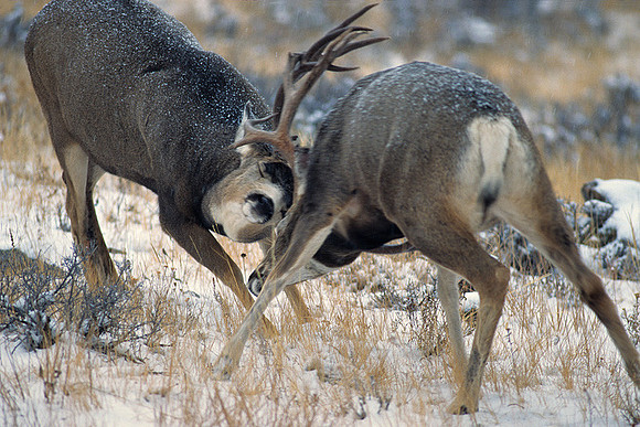 Mule Deer Bucks Battling - MUDR481916