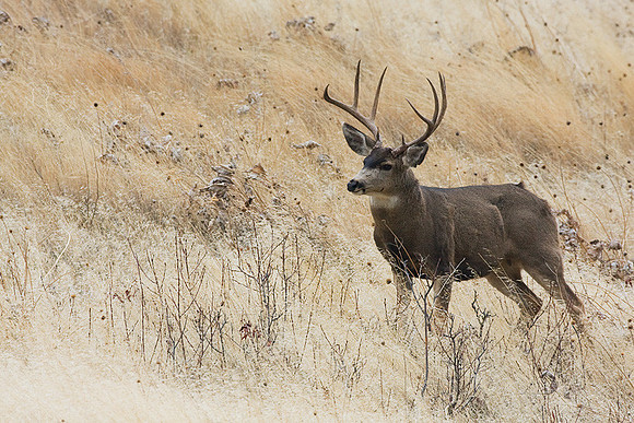 MLDR00077 Mule Deer