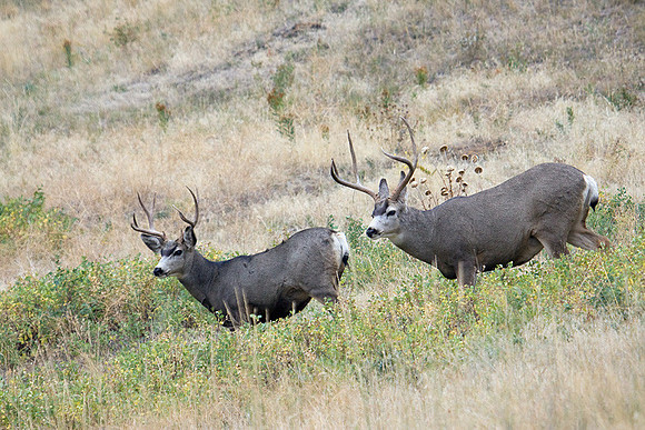 MLDR00142 Mule Deer