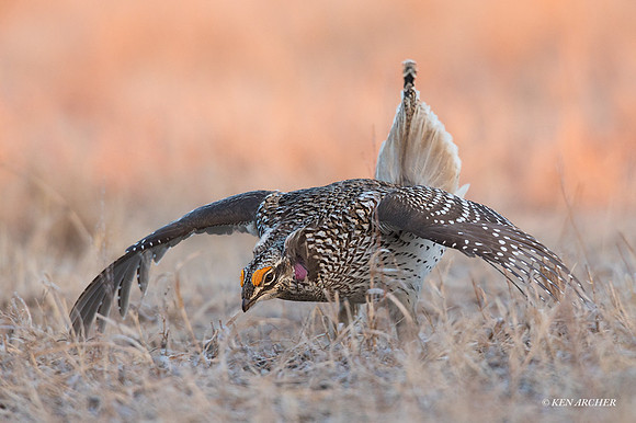 STGR00336 - Sharp-tailed Grouse