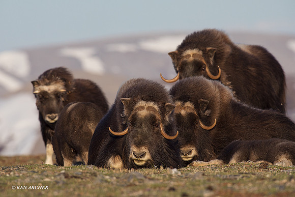 NMMO01392 - Musk Ox