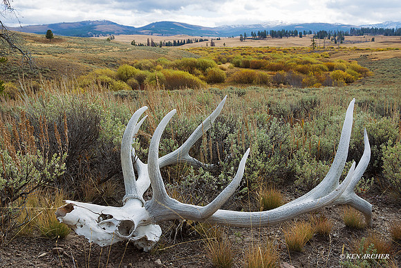 EK05185 - Rocky Mountain Elk