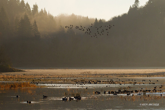 MSWL01309 - Waterfowl & Wetlands
