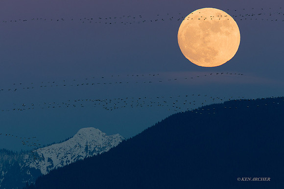 SNGS03495 - Snow Geese