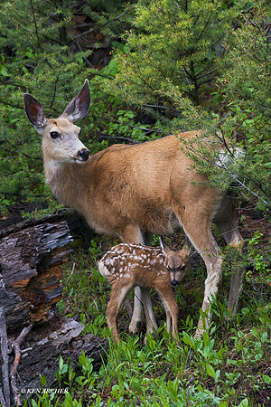 MEDR00319 - Mule Deer Doe and Fawn