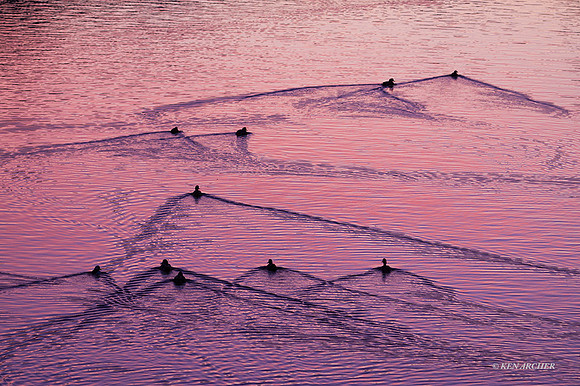 MSWL00185 - Multiple Species of Waterfowl