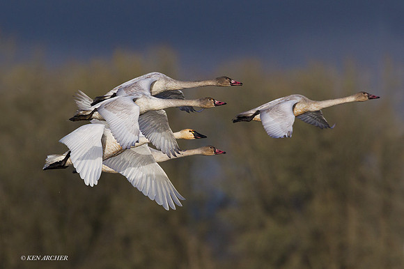 SWTS00745 -Tundra Swan