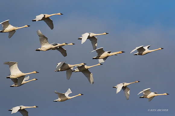 SWTS00973 - Tundra Swan