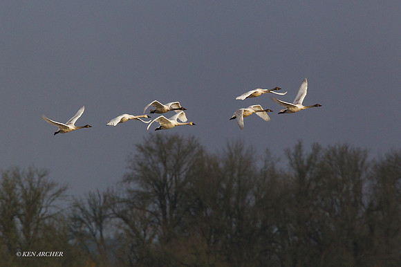 SWTS00718 - Tundra Swan