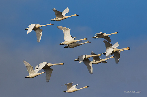 SWTS00975 - Tundra Swan