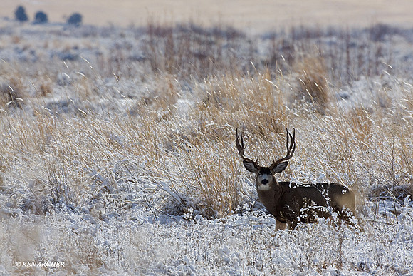 MLDR00895 Mule Deer