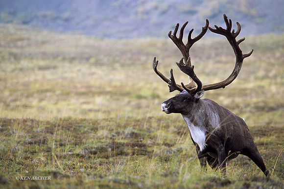 CBU020742 Caribou Bull