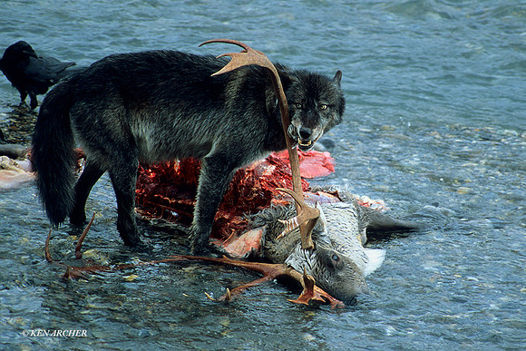 CWGB020231 Gray Wolf, Caribou Meal