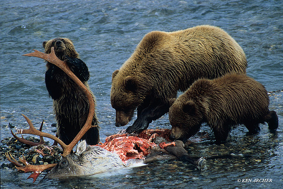 CWGB020234 Grizzly Bear Family, Caribou Meal