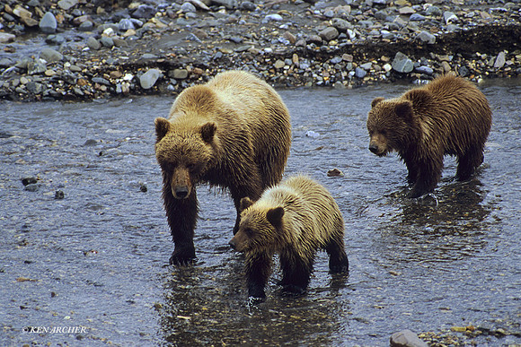 GRZ020463 Grizzly Bear Sow with Cubs