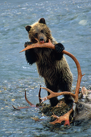 CWGB020237 Grizzly Cub licking antler (crop)