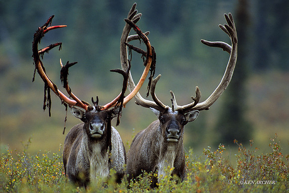 CBU020218 - Caribou Bulls
