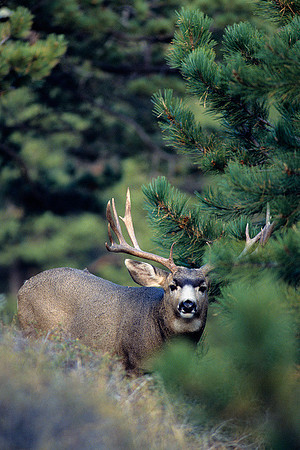 MUDR481140 Mule Deer Buck