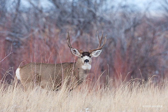 MLDR01069 Mule Deer