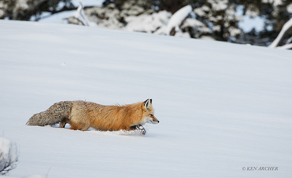 RFWR01022 - Red Fox