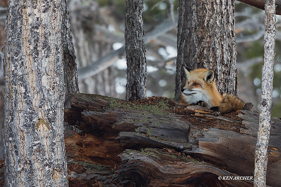 RFWR01044 _ Red Fox