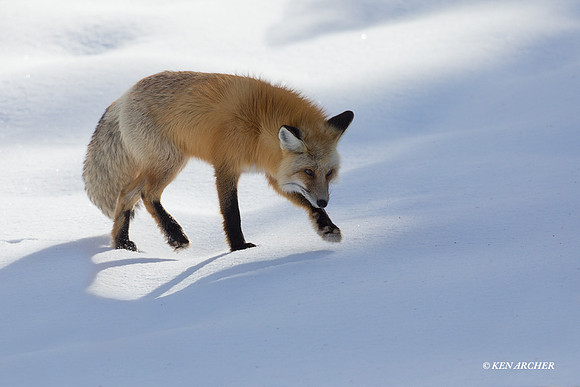 RFWR01068 _ Red Fox