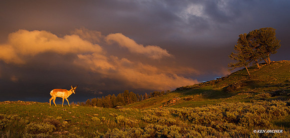 Pronghorn Antelope