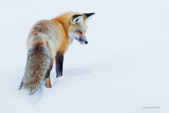 Red Fox - RFWR00007