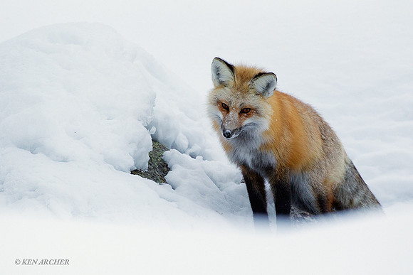 Red Fox - RFWR00001