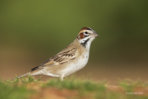 AZLK00006 - Lark Sparrow