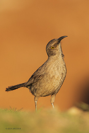 AZCT00039 - Curve-billed Thrasher