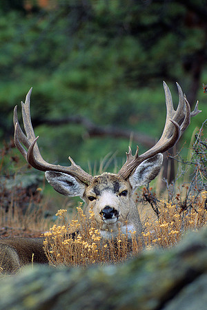 Mule Deer Buck - MUDR481514