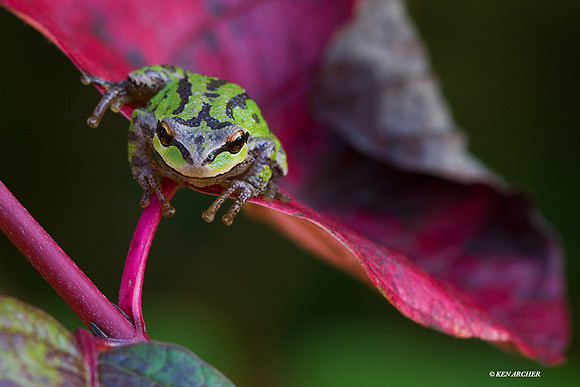 Pacific Tree Frog - PTF00057